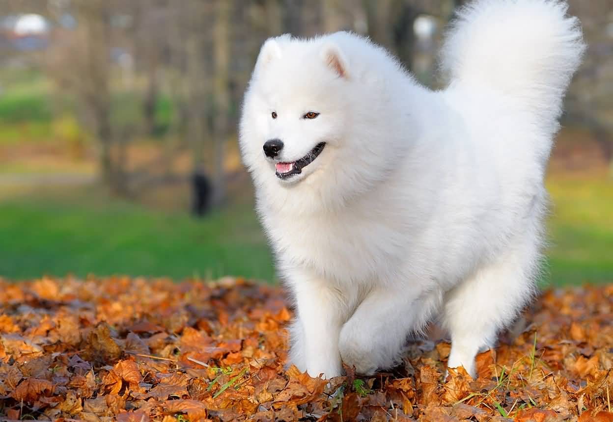 Samoyed Dog Walking On Autumn Leaves