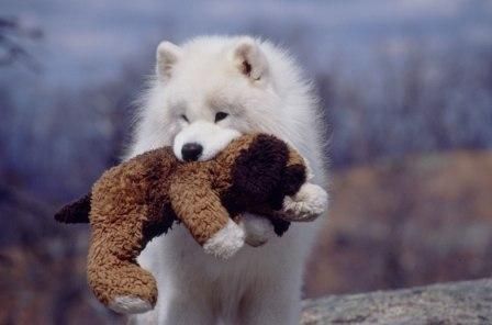 Samoyed Dog Walking With Teddy Bear In Mouth