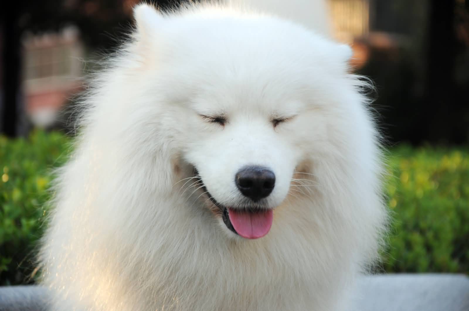 Samoyed Dog With Close Eyes