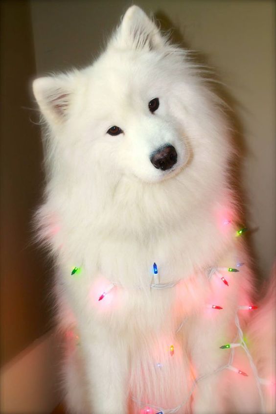 Samoyed Dog With Colorful Lights