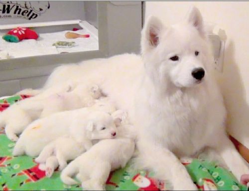 Samoyed Dog With New Born Puppies