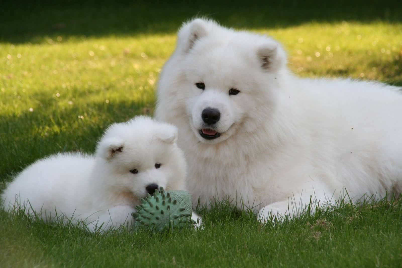 Samoyed Dog With Puppy Sitting In Lawn