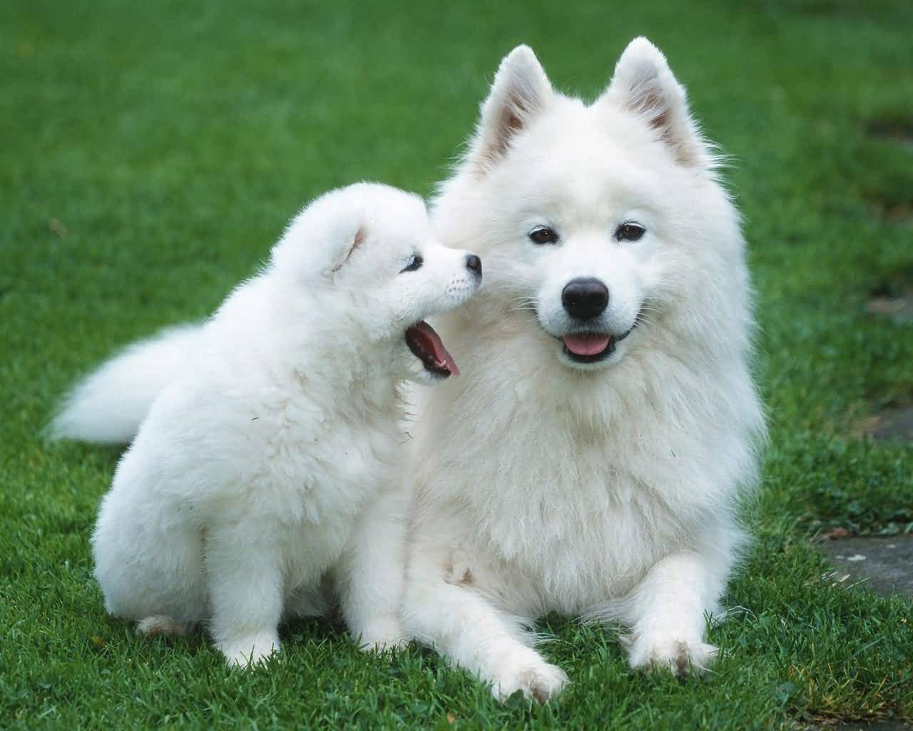 Samoyed Dog With Puppy