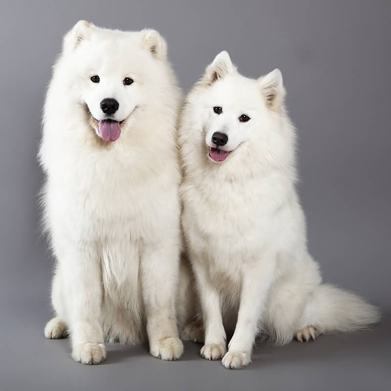 Samoyed Dogs Couple Picture