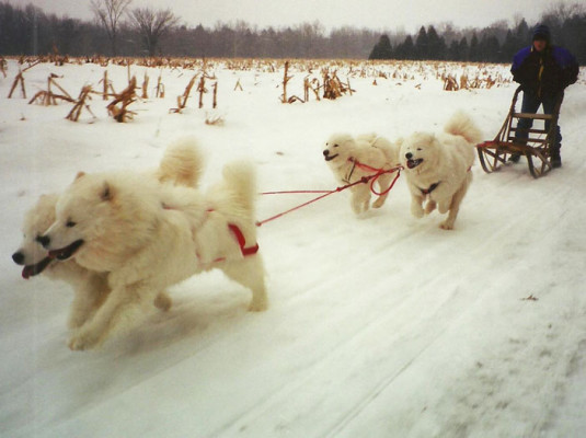 Samoyed Dogs With Sledge
