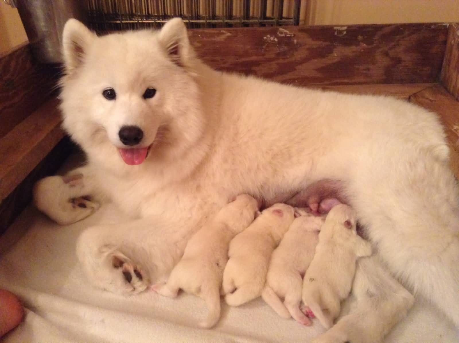 Samoyed Female Dog With New Born Puppies