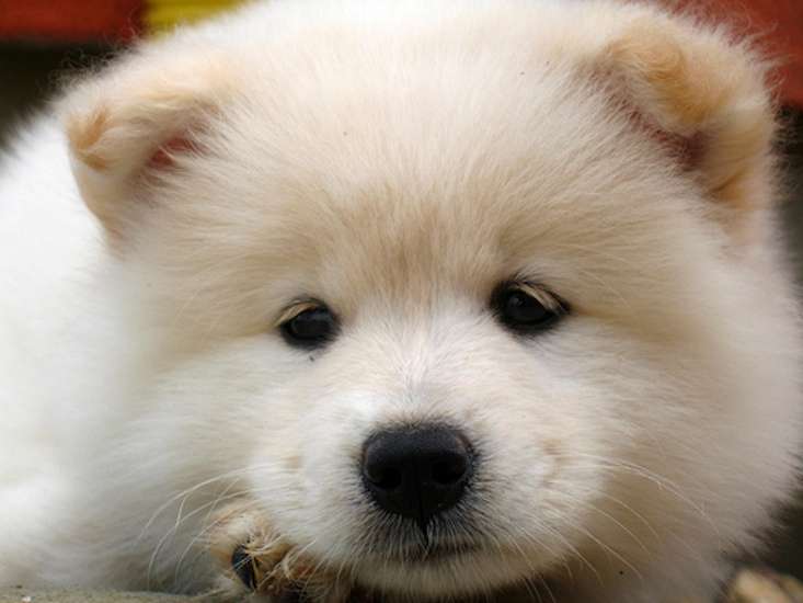 Samoyed Puppy Face Closeup Picture