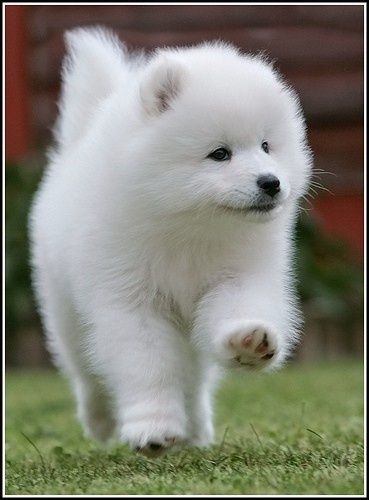 Samoyed Puppy Running On Grass