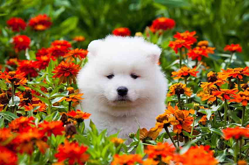 Samoyed Puppy With Flowers
