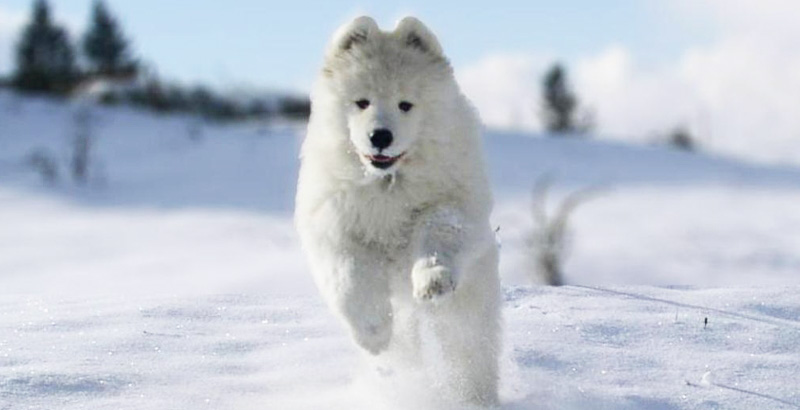 Samoyed Young Puppy Running On Snow