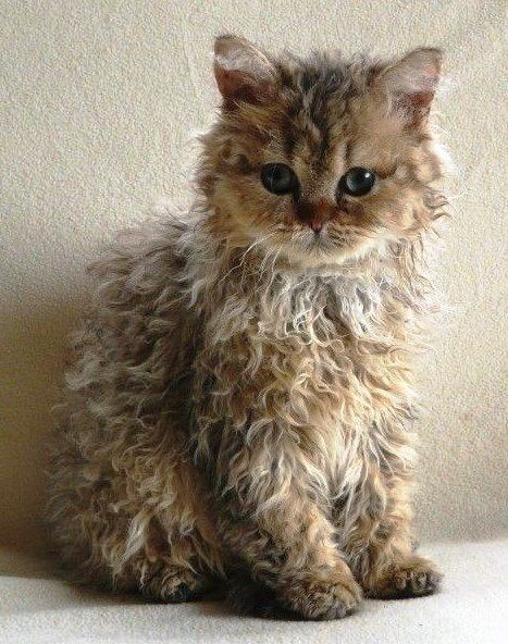 Shaggy Curly Hair Laperm Kitten