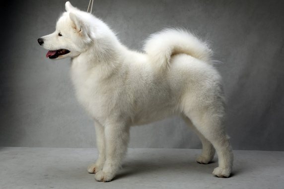 Side Pose Of Samoyed Puppy