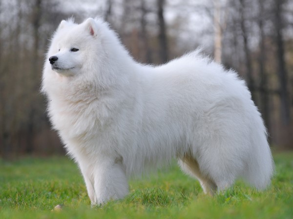 Side Pose Of White Samoyed Dog