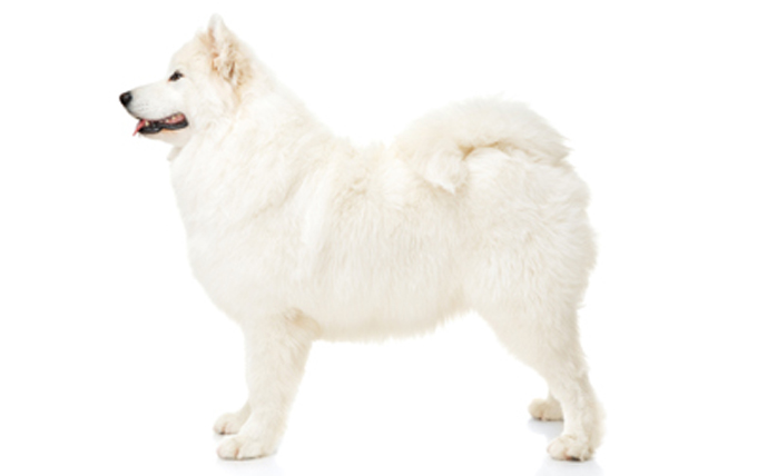 Side View Of The Samoyed Dog