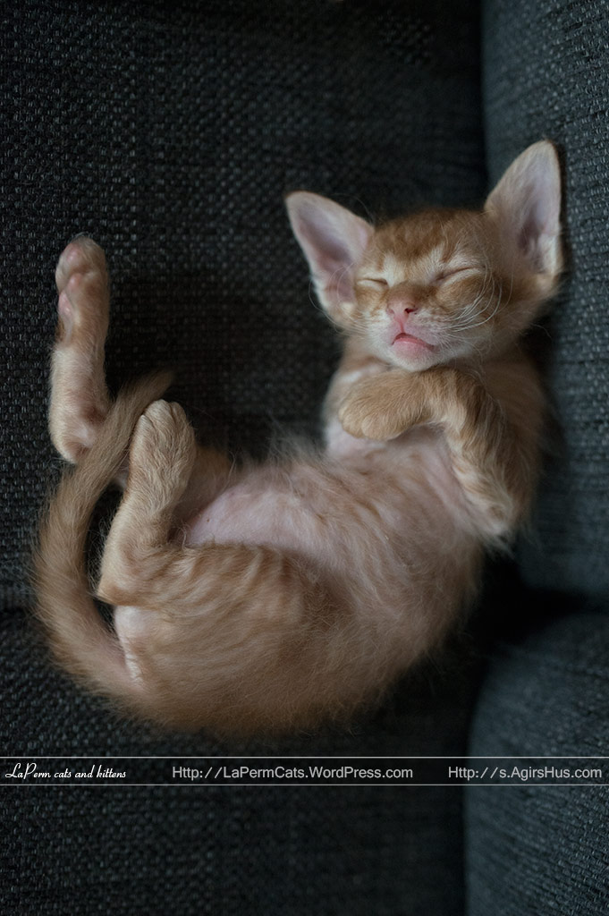 Sleeping Laperm Kitten Picture