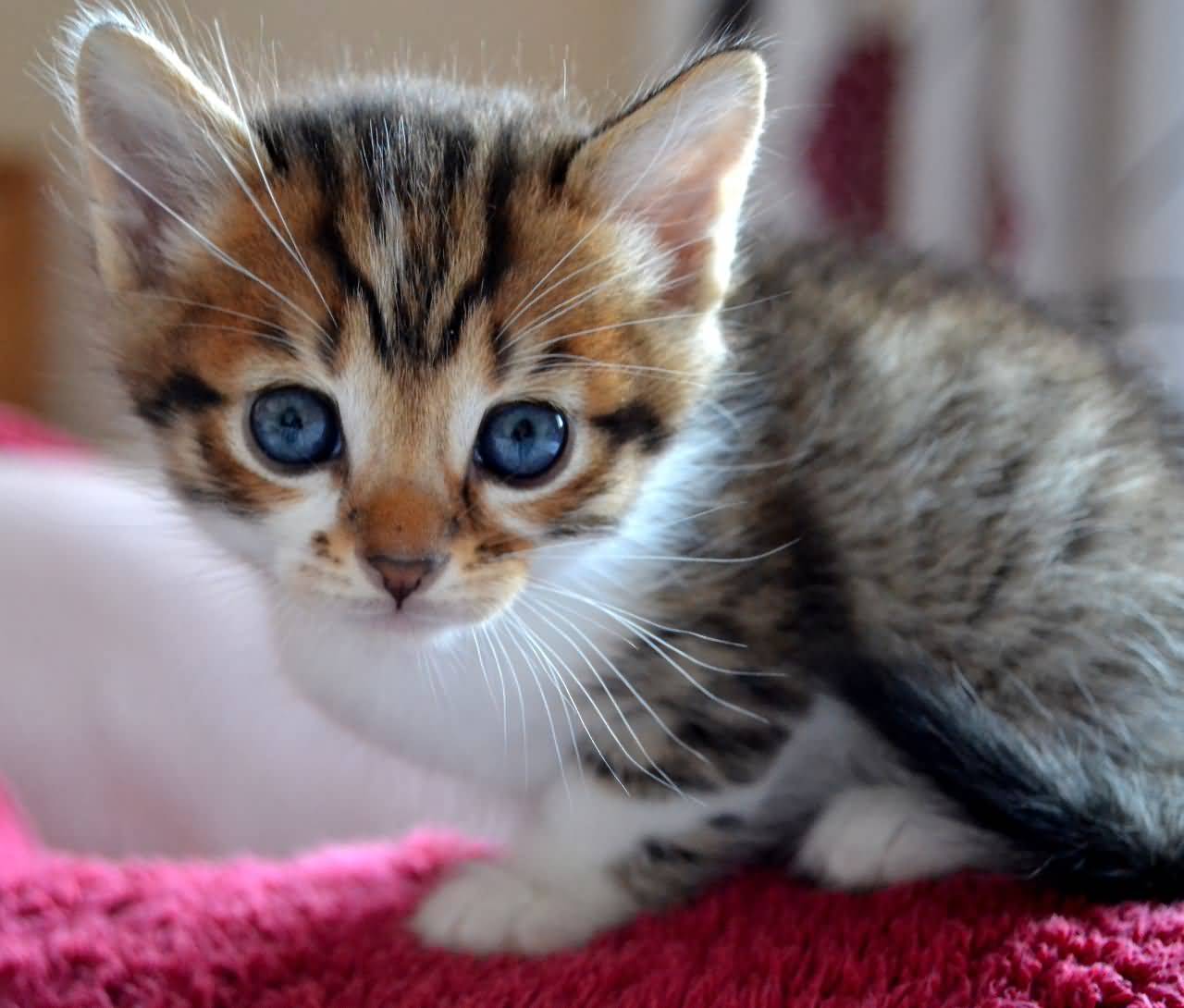 Tabby Turkish Van Kitten With Blue Eyes