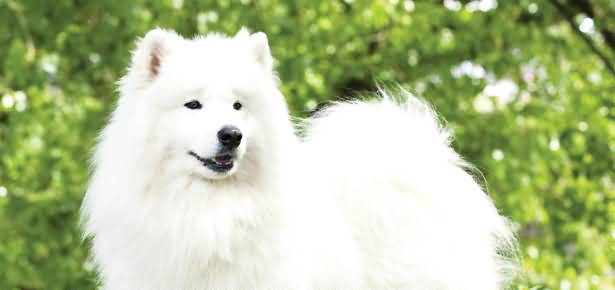 The Samoyed Dog Picture