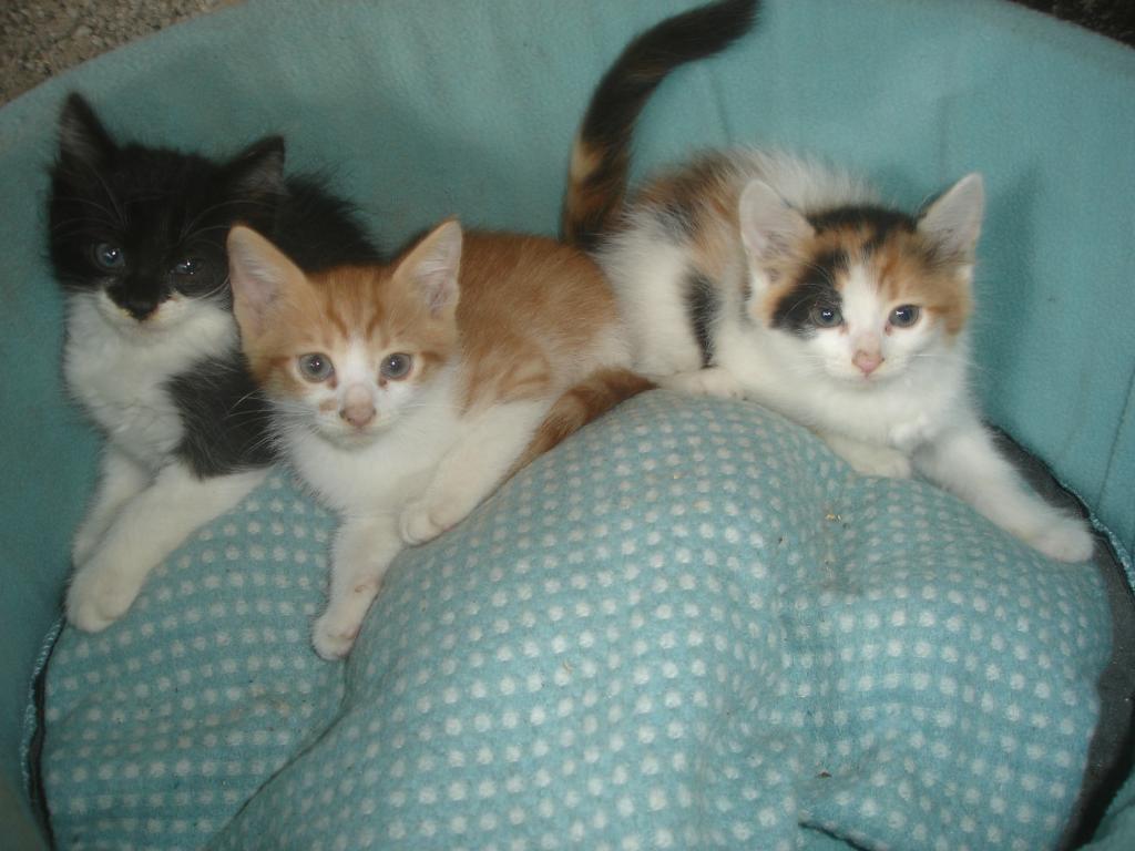 Three Adorable Turkish Van Kitten