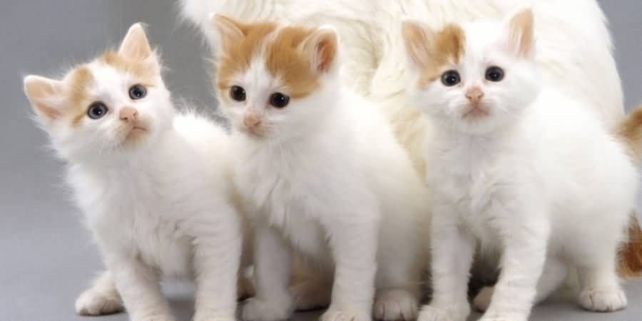 Three Beautiful Turkish Van Kittens