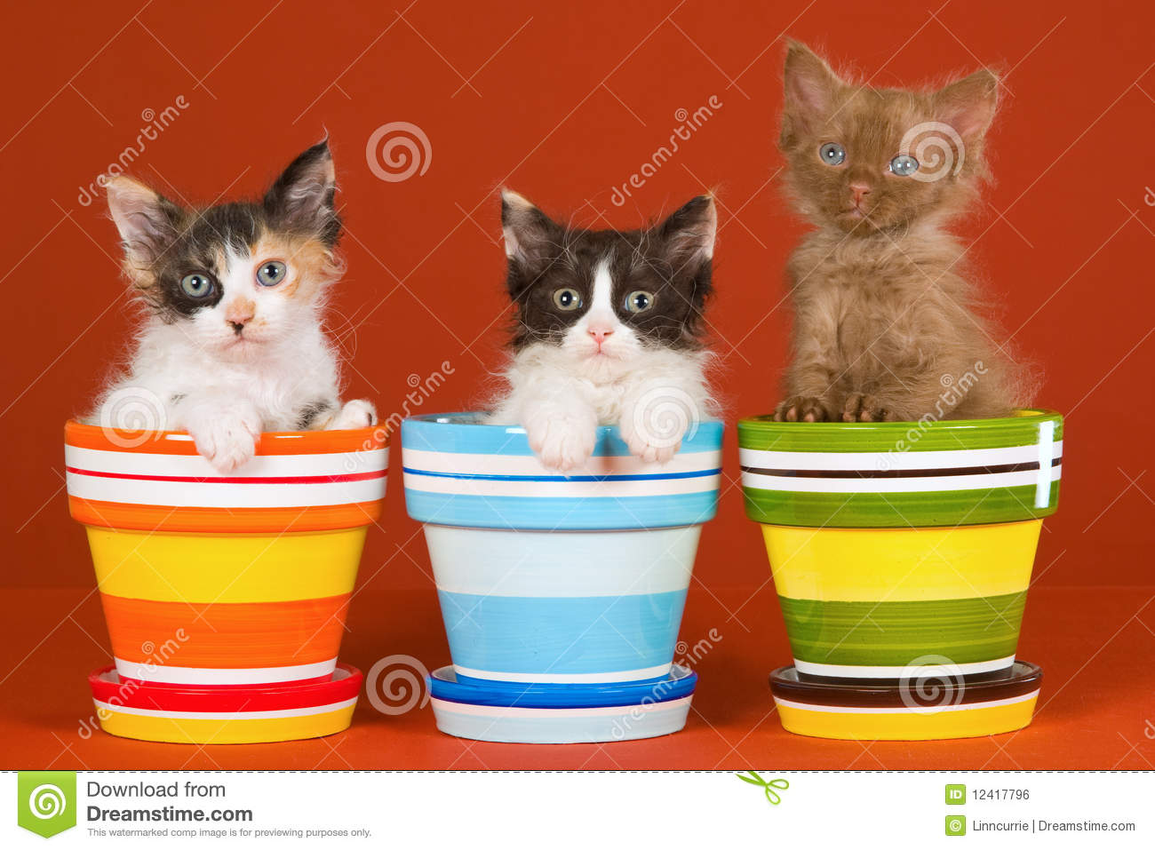 Three Cute Laperm Kittens In Colorful Pots
