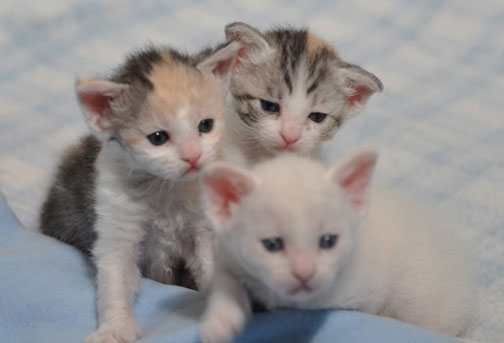 Three Cute  Laperm Kittens