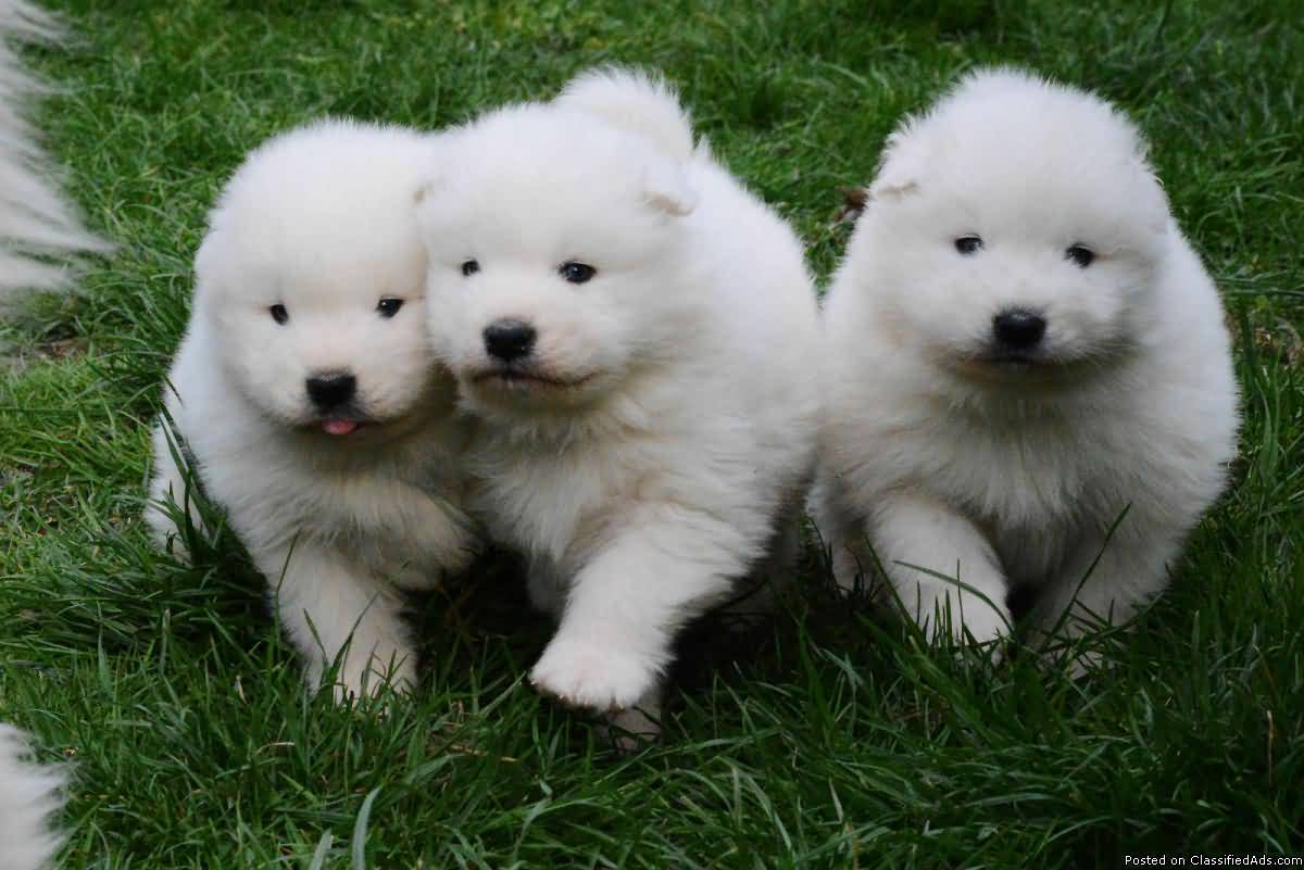 Three Cute Samoyed Puppies In Garden