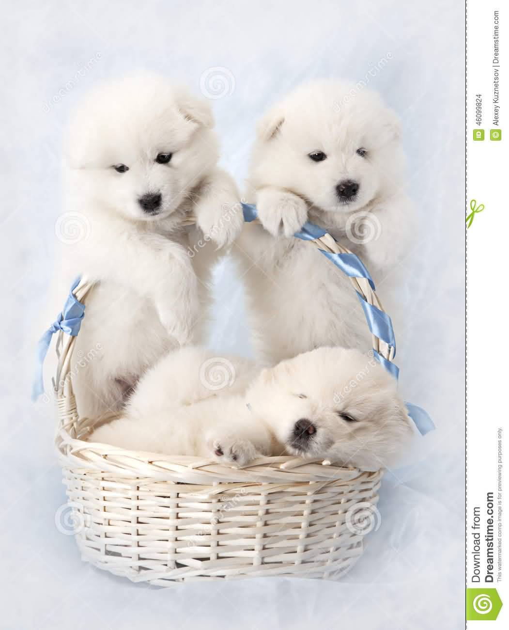 Three Cute Samoyed Puppies With Basket