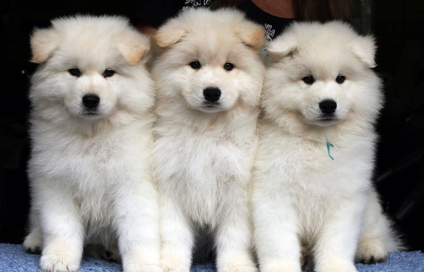 Three Cute Samoyed Puppies