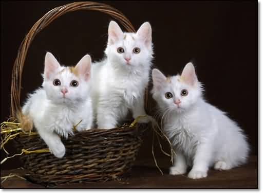 Three Cute Turkish Van Kittens In Basket