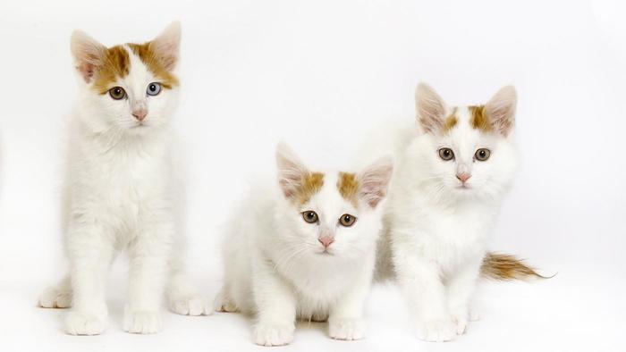 Three Cute Turkish Van Kittens