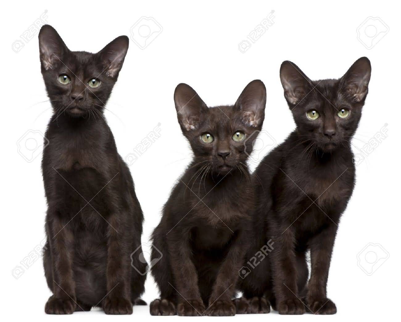 Three Havana Brown Kittens