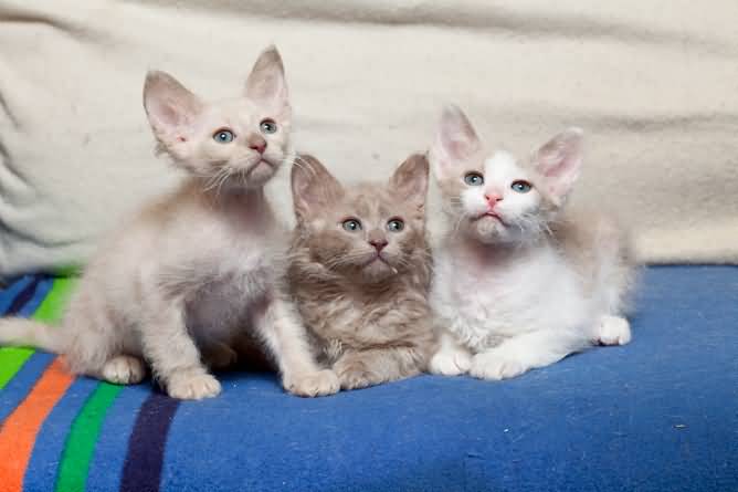 Three Laperm Kittens Picture