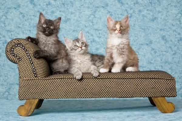 Three Laperm Kittens Sitting On Sofa Posing For Photo