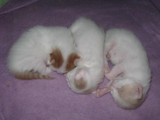 Three Miniature New Born Turkish Van Kittens