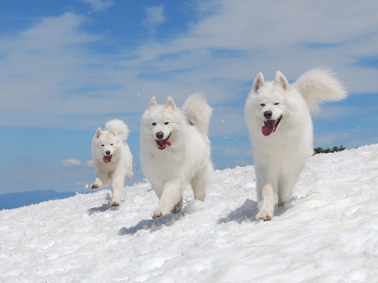 Three Samoyed Dogs Running In Snow
