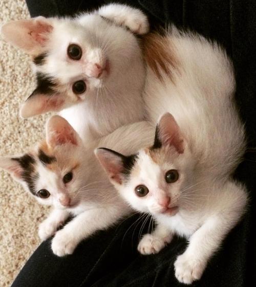 Three Turkish Van Kittens Looking Up