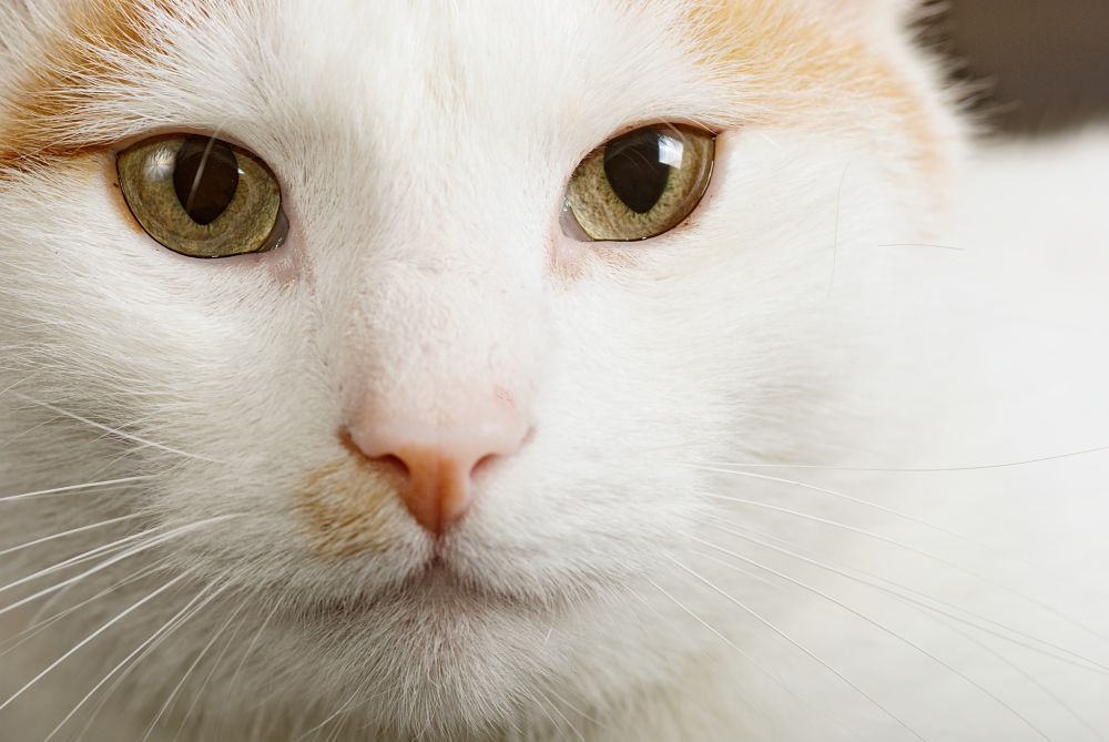 Close up portrait of the short haired Turkish Van cat also called Anatoli cat