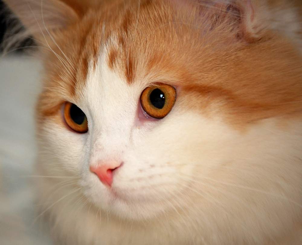 Turkish Van Cat Closeup