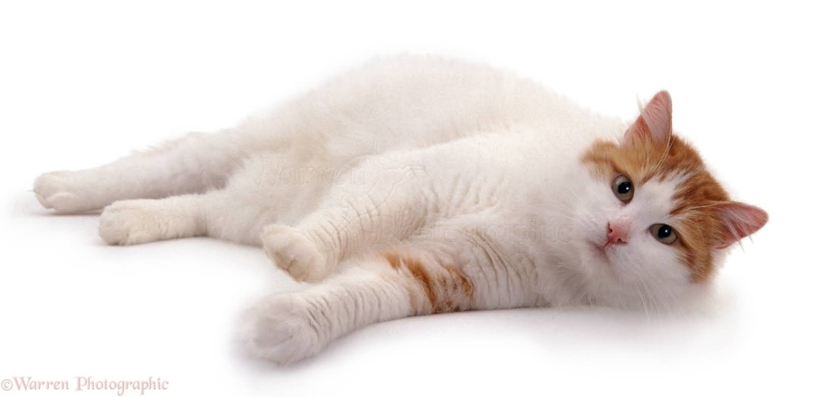 Turkish Van Cat Laying Down With Head Up