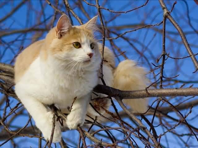 Turkish Van Cat On Tree