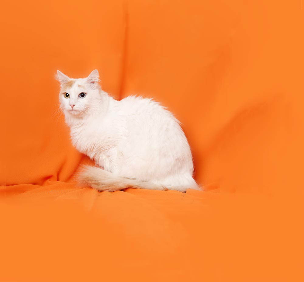 Turkish Van Cat Sitting On Orange