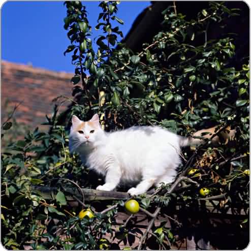 Turkish Van Cat Sitting On Tree