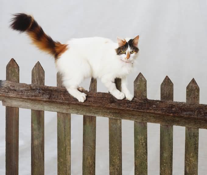 Turkish Van Cat Walking On Fence