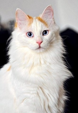 Turkish Van Cat With Blue Eyes