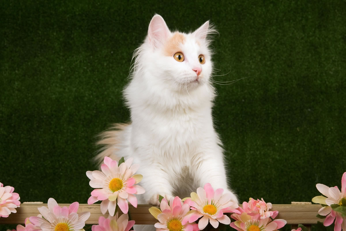 Turkish Van Cat With Flowers Posing For Photograph