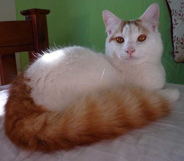 Turkish Van Cat With Long Orange Tail