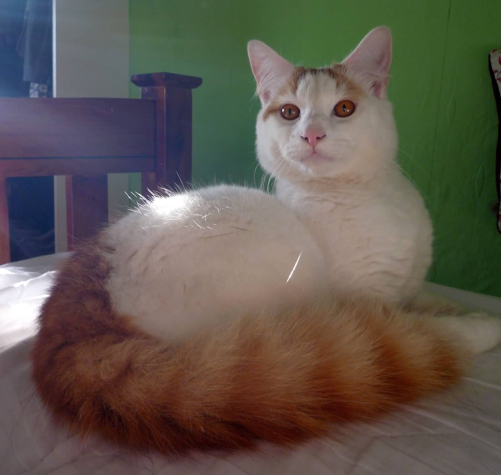 Turkish Van Cat With Orange Tail