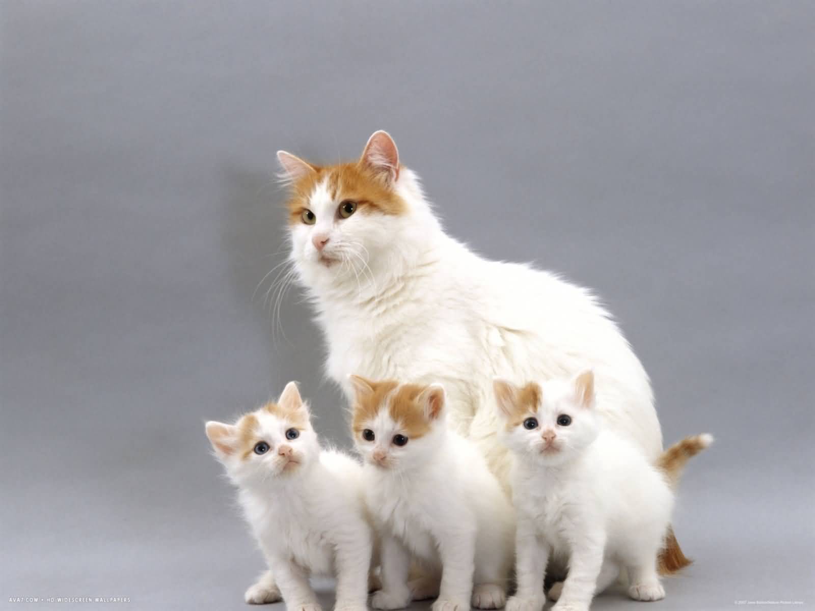 Turkish Van Cat With Three Kittens