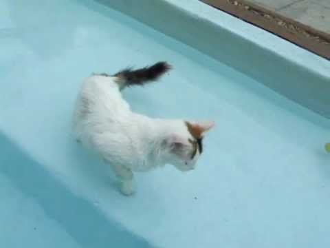 Turkish Van Kitten In Pool