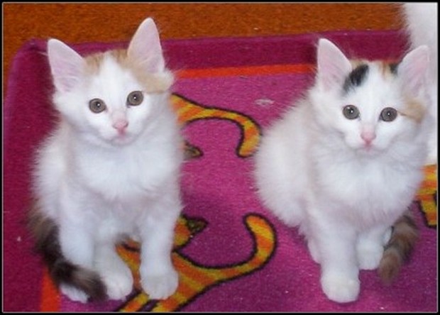 Two Beautiful Turkish Van Kittens Looking At Camera